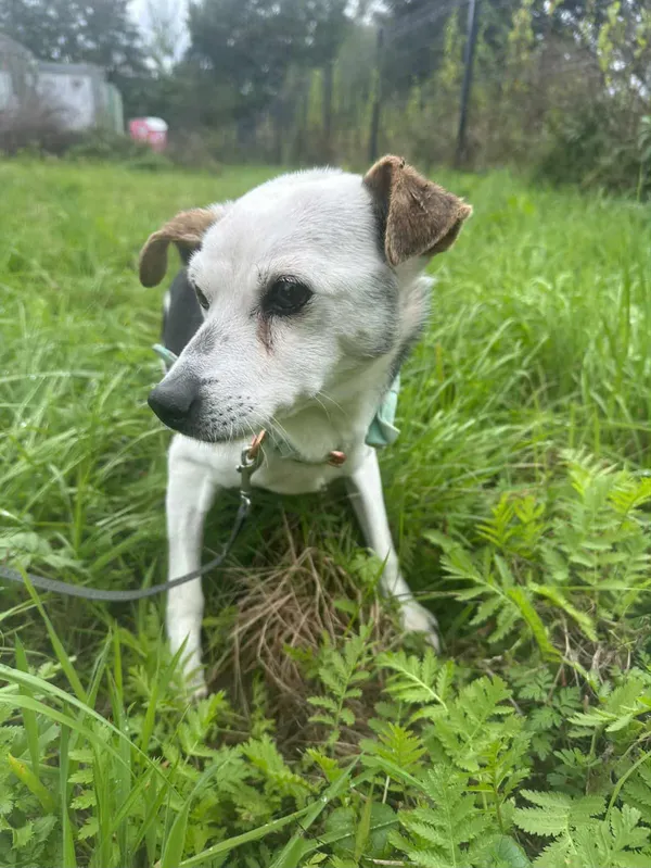 Znaleziono psa, Żywiec, 18 października 2025 (3/5)