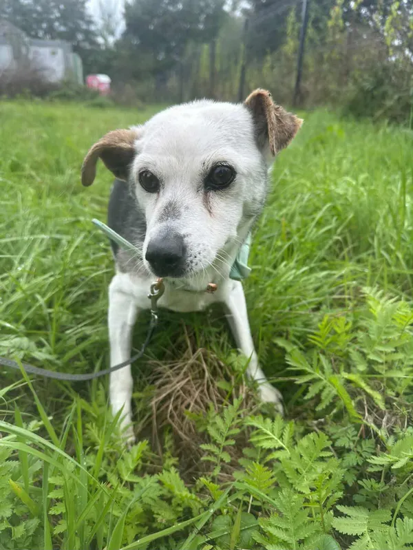 Znaleziono psa, Żywiec, 18 października 2025 (4/5)