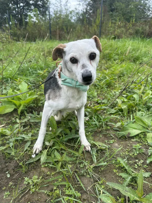 Znaleziono psa, Żywiec, 18 października 2025 (5/5)