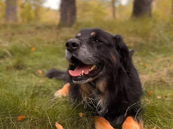 Pies do adopcji, Sosnowice, 9 września 2025 (1/3)