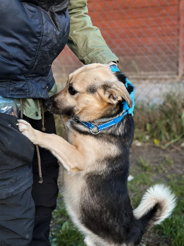 Pies do adopcji, Korabiewice, 18 października 2025 (3/5)