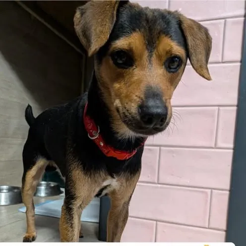 Pies do adopcji, Korabiewice, 18 października 2025