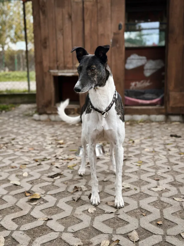 Pies do adopcji, Korabiewice, 18 października 2025 (1/5)