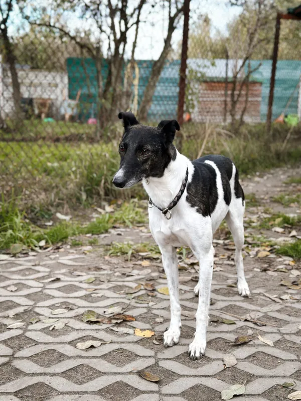 Pies do adopcji, Korabiewice, 18 października 2025 (3/5)