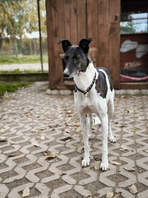 Pies do adopcji, Korabiewice, 18 października 2025 (4/5)