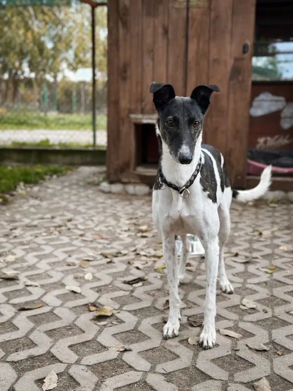 Pies do adopcji, Korabiewice, 18 października 2025 (5/5)