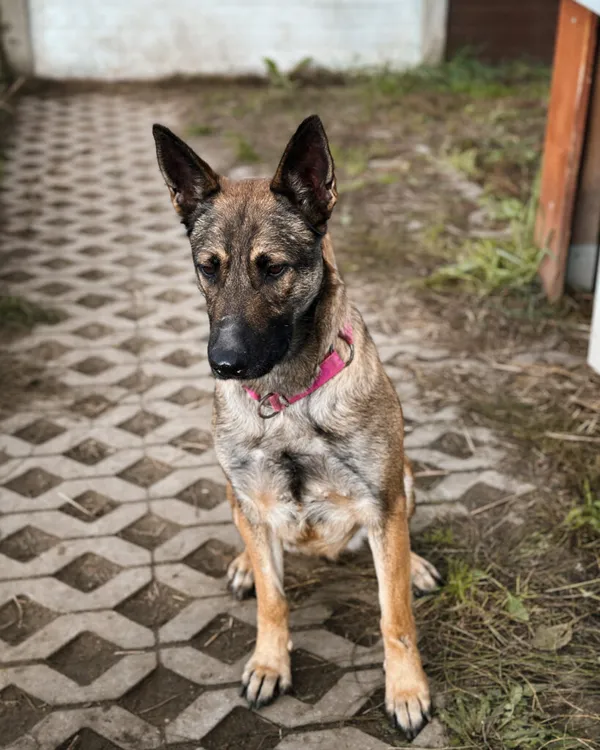 Pies do adopcji, Korabiewice, 18 października 2025 (5/5)