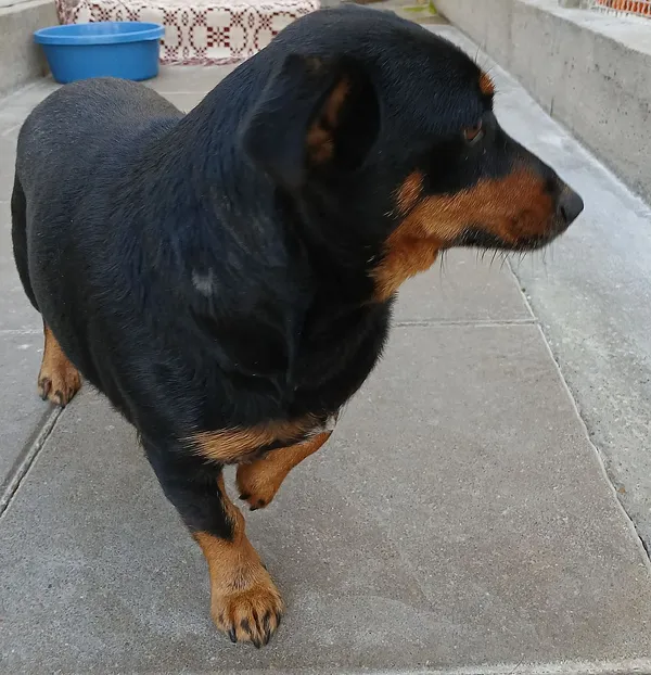 Znaleziono psa, Gdańsk, 19 października 2025