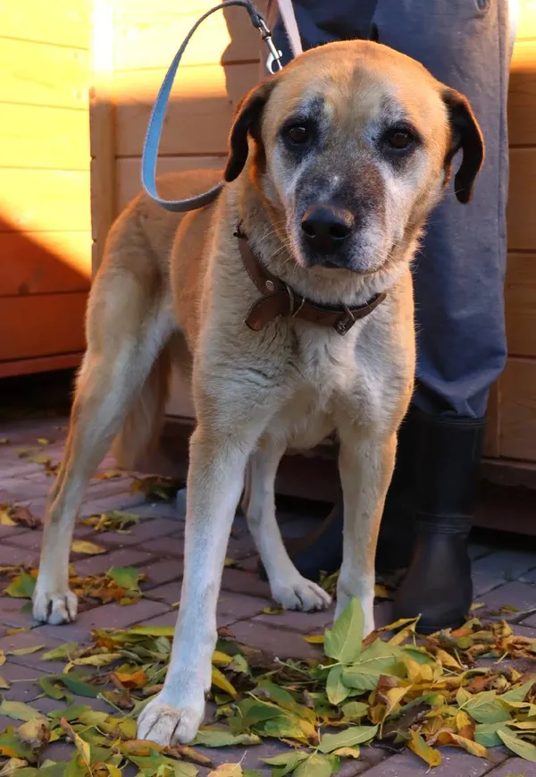 Znaleziono psa, Łódź, 18 października 2025 (1/3)