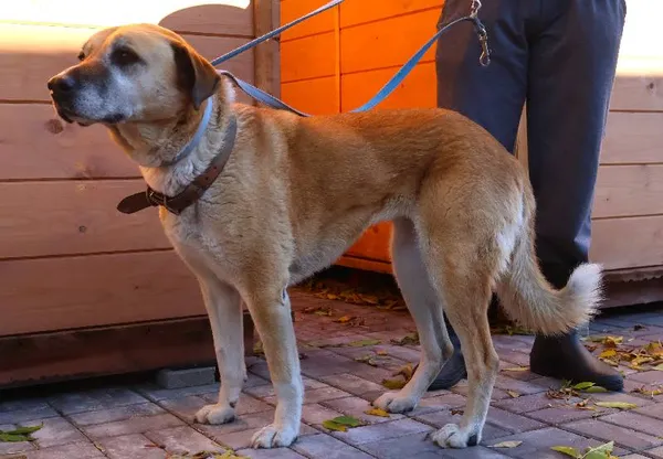 Znaleziono psa, Łódź, 18 października 2025 (2/3)