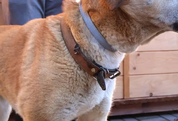 Znaleziono psa, Łódź, 18 października 2025 (3/3)