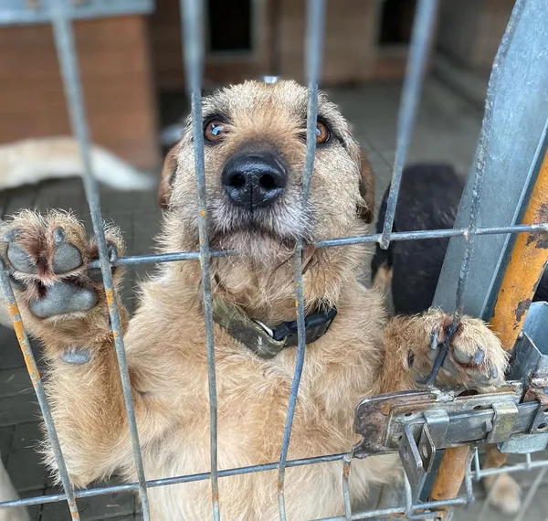 Oddam psa, Olsztyn, Likusy, 19 października 2025 (1/6)