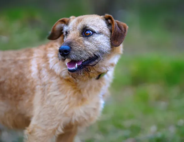 Oddam psa, Olsztyn, Likusy, 19 października 2025 (3/6)