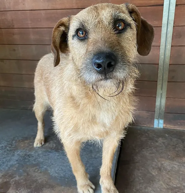 Oddam psa, Olsztyn, Likusy, 19 października 2025 (4/6)