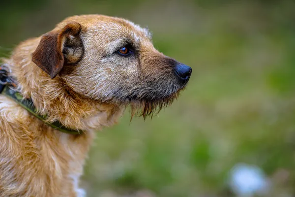 Oddam psa, Olsztyn, Likusy, 19 października 2025 (5/6)