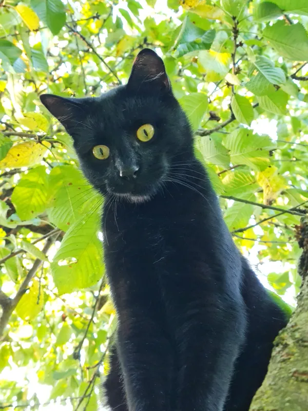 Zaginął kot, Mierzyn, Krzekowo-Bezrzecze, 19 października 2025 (1/3)