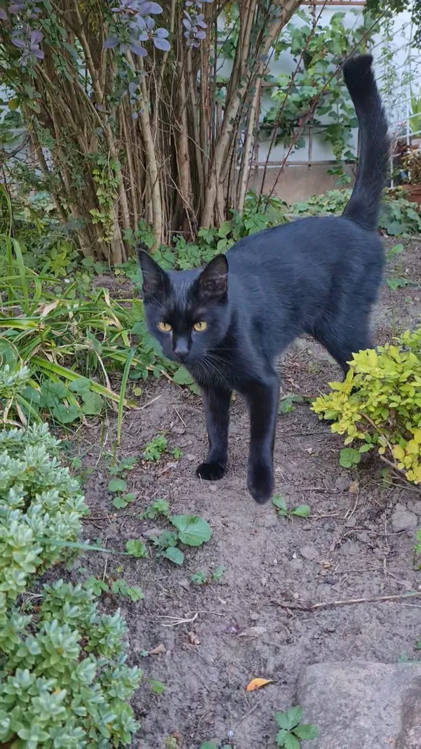 Zaginął kot, Mierzyn, Krzekowo-Bezrzecze, 19 października 2025 (3/3)