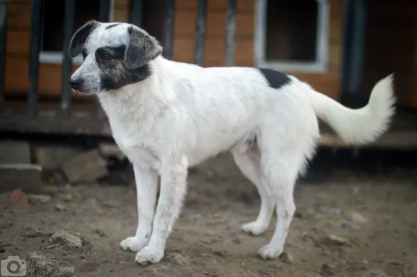 Oddam psa, Olsztyn, Wojska Polskiego, 19 października 2025 (3/6)