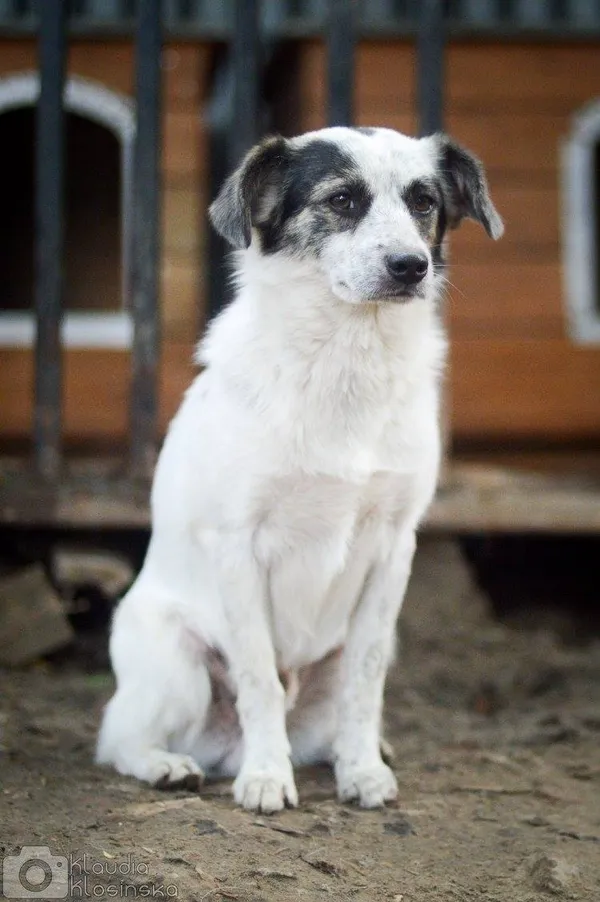 Oddam psa, Olsztyn, Wojska Polskiego, 19 października 2025 (4/6)