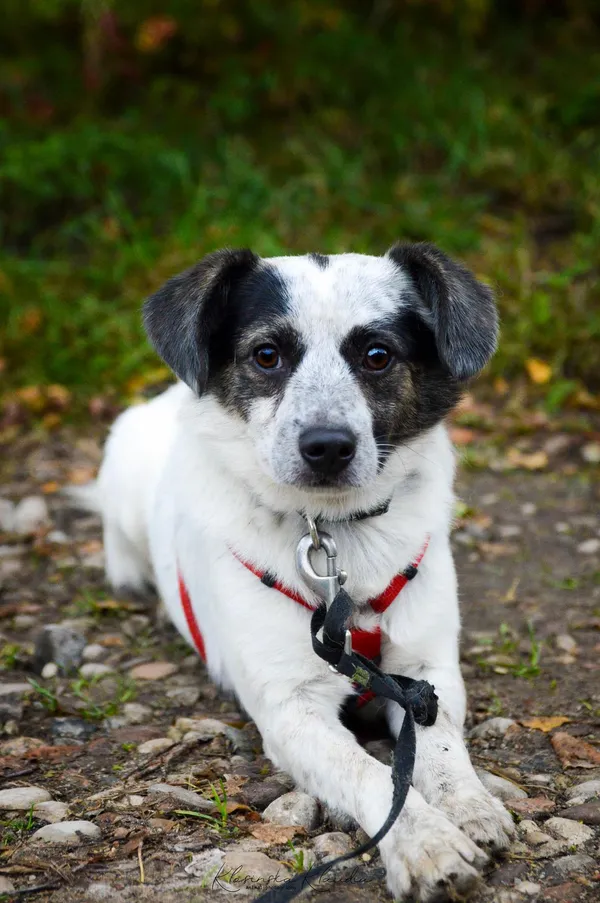 Oddam psa, Olsztyn, Wojska Polskiego, 19 października 2025 (5/6)