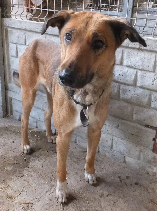 Znaleziono psa, Nowa Krępa, 7 października 2025