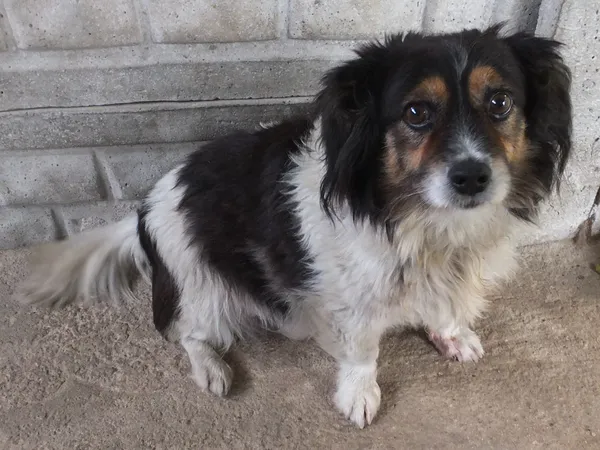 Znaleziono psa, Nowa Krępa, 6 października 2025