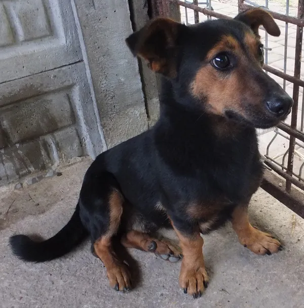 Znaleziono psa, Nowa Krępa, 7 października 2025