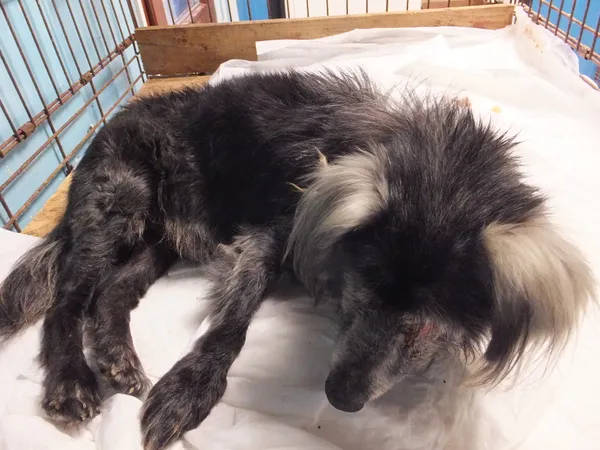 Znaleziono psa, Nowa Krępa, 28 września 2025