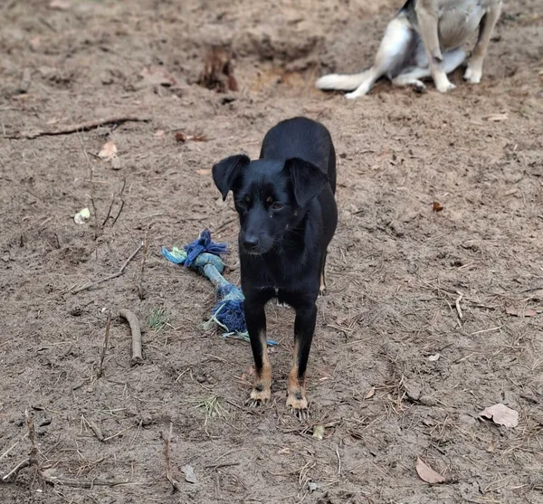 Pies do adopcji, Milanówek, 3 listopada 2025 (2/5)