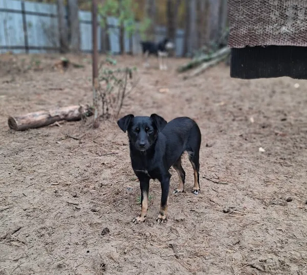 Pies do adopcji, Milanówek, 3 listopada 2025 (3/5)