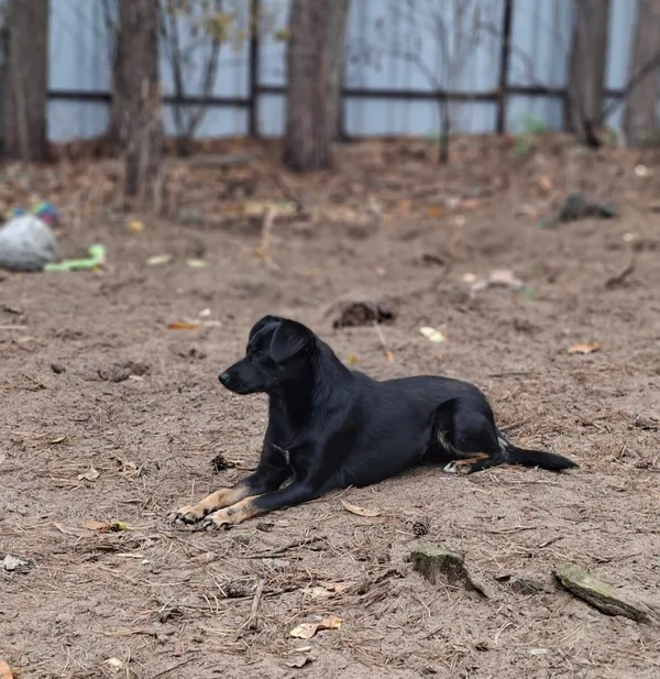 Pies do adopcji, Milanówek, 3 listopada 2025 (4/5)