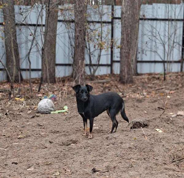 Pies do adopcji, Milanówek, 3 listopada 2025 (5/5)