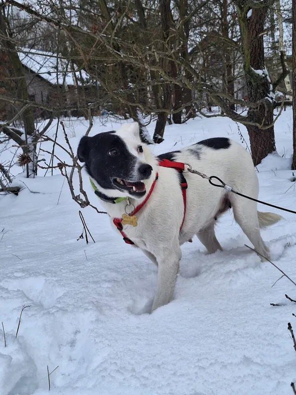 Pies do adopcji, Milanówek, 3 stycznia 2026 (3/5)