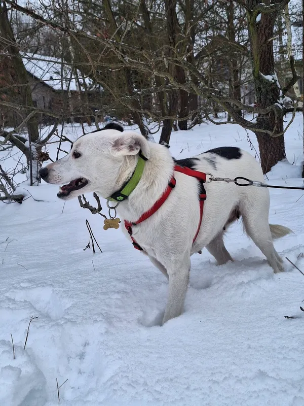 Pies do adopcji, Milanówek, 3 stycznia 2026 (4/5)