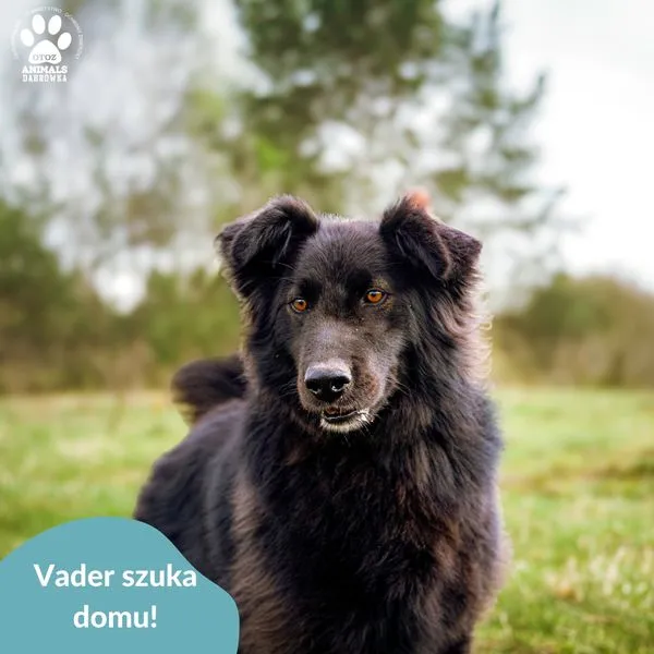 Pies do adopcji, Dąbrówka, 24 kwietnia 2024