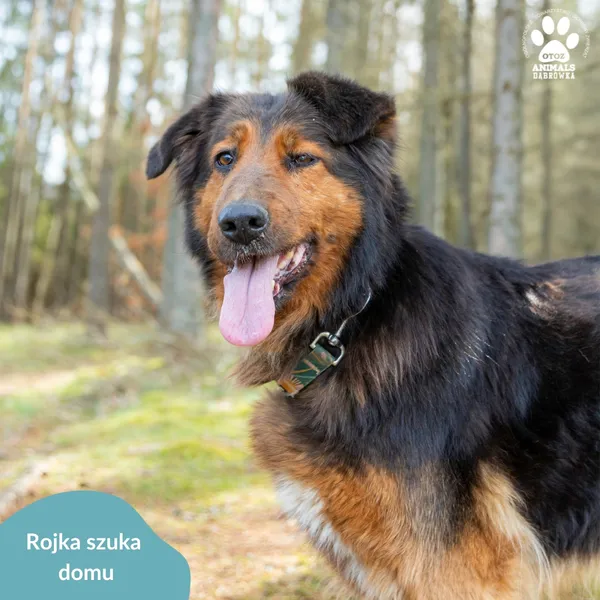 Pies do adopcji, Dąbrówka, 10 kwietnia 2024