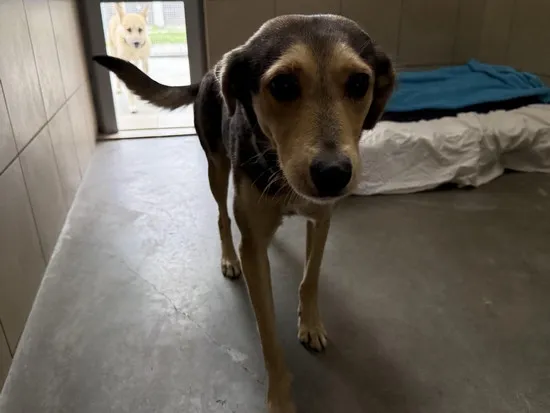 Pies do adopcji, Kraków, 5 października 2025