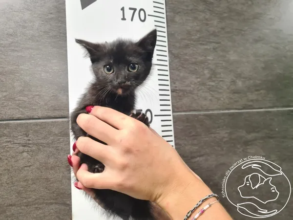 Znaleziono kota, Chełmek, 8 października 2025