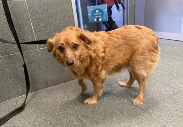 Znaleziono psa, Warszawa, 19 października 2025