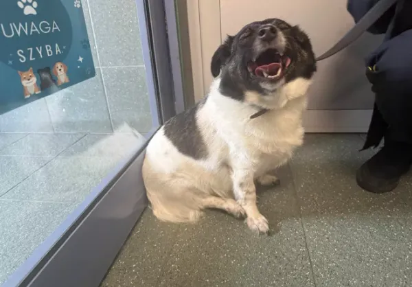 Znaleziono psa, Warszawa, 19 października 2025