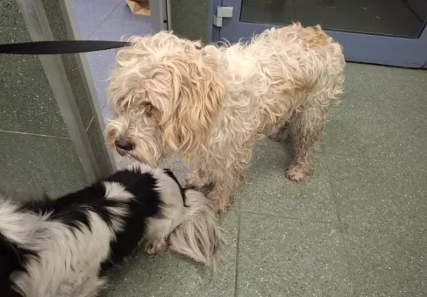 Znaleziono psa, Warszawa, 18 października 2025