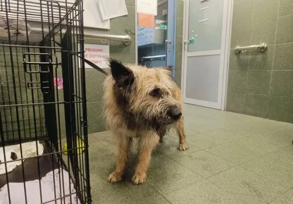 Znaleziono psa, Warszawa, 18 października 2025