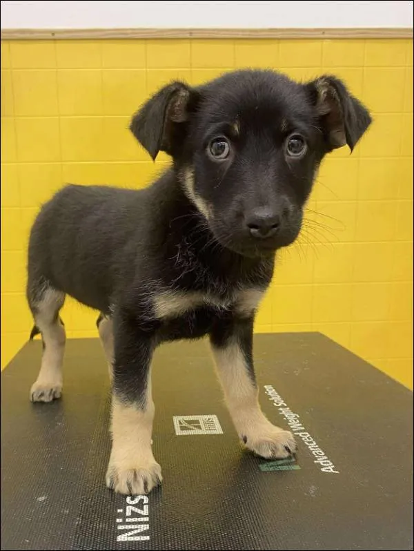 Znaleziono psa, Grudziądz, 19 października 2025