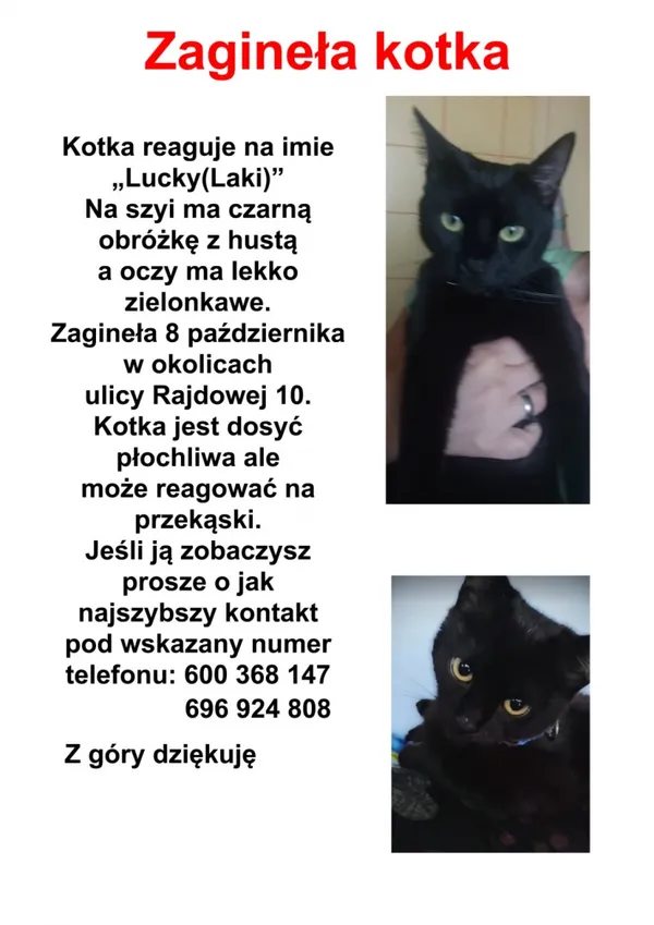 Zaginął kot, Łódź, 20 października 2025