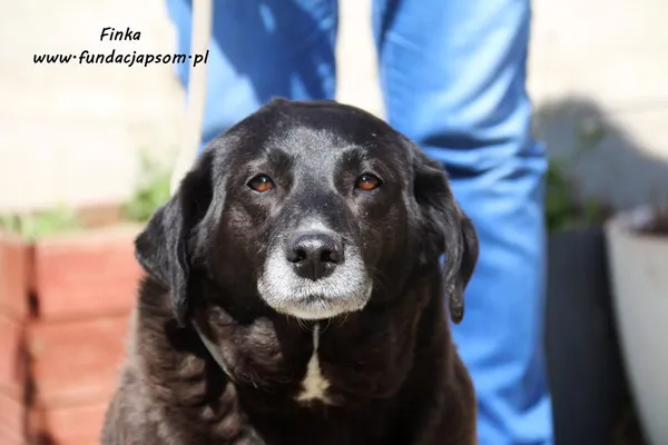 Oddam psa, Warszawa, Skorosze, 20 października 2025 (1/3)