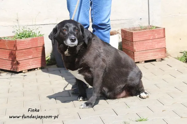 Oddam psa, Warszawa, Skorosze, 20 października 2025 (2/3)