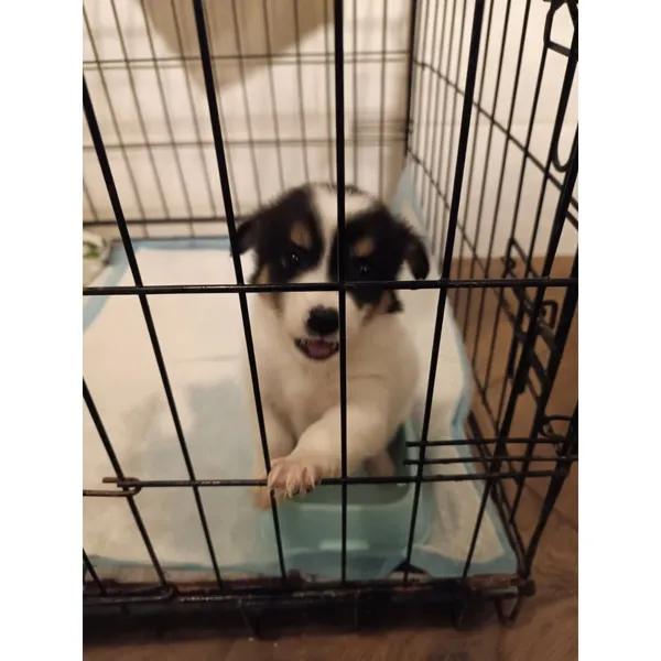 Znaleziono psa, Białystok, 20 października 2025