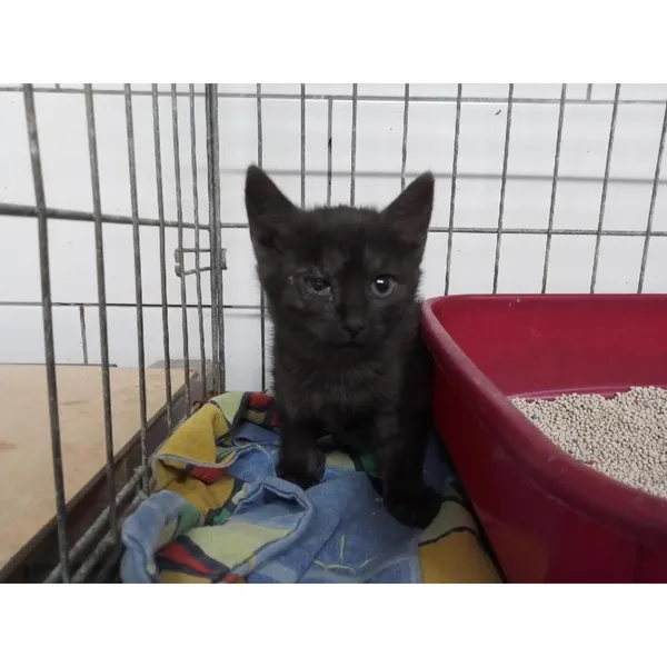 Znaleziono kota, Białystok, 19 października 2025