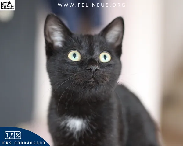 Kot do adopcji, Chmielnik, 20 października 2025 (1/5)