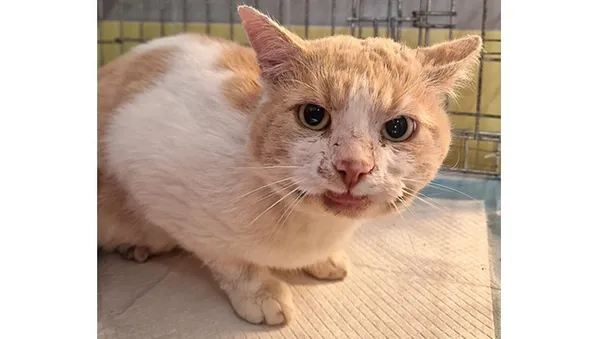 Znaleziono kota, Wrocław, 15 października 2025